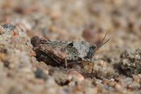 Tetrix tenuicornis