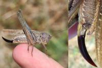 Platycleis albopunctata