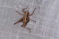 Pholidoptera griseoaptera