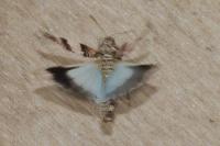 Oedipoda caerulescens