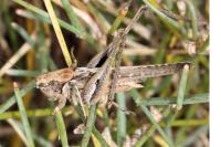 Platycleis