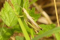 Pseudochorthippus parallelus