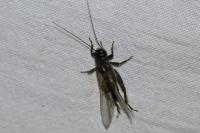 Eumodicogryllus bordigalensis
