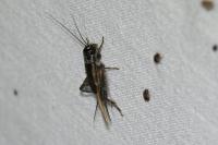 Eumodicogryllus bordigalensis