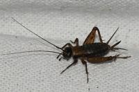 Nemobius sylvestris