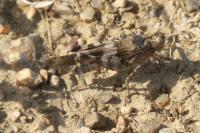 Oedipoda caerulescens