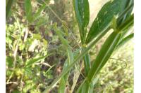 Mantis religiosa