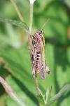 Omocestus rufipes