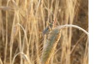 Uromenus rugosicollis