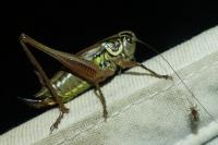 Roeseliana roeselii