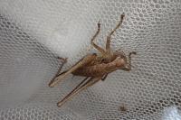 Pholidoptera griseoaptera