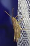 Pseudochorthippus parallelus