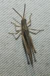 Calephorus compressicornis