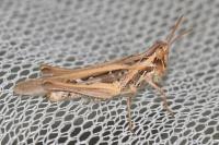Calephorus compressicornis