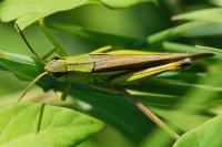 Stethophyma grossum