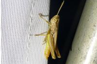 Euchorthippus declivus