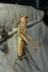 Euchorthippus declivus