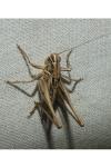 Tessellana tessellata