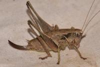Pholidoptera griseoaptera
