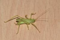 Meconema thalassinum