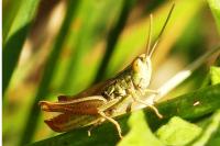 Euchorthippus declivus