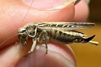 Tessellana tessellata