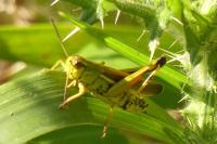Stethophyma grossum