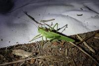 Tettigonia viridissima