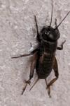 Gryllus campestris