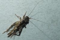 Eumodicogryllus bordigalensis