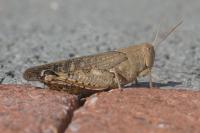 Aiolopus strepens