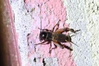 Gryllus campestris