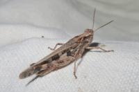 Aiolopus thalassinus