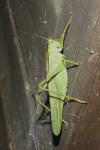 Tettigonia viridissima