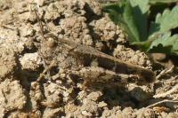 Aiolopus strepens