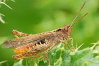Chorthippus biguttulus/brunneus