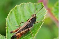 Omocestus rufipes