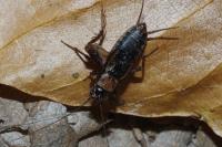Nemobius sylvestris