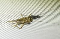 Eumodicogryllus bordigalensis