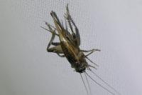 Eumodicogryllus bordigalensis
