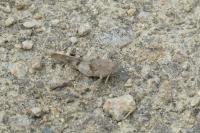 Oedipoda caerulescens