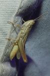Euchorthippus elegantulus