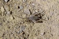 Eumodicogryllus bordigalensis