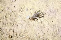 Eumodicogryllus bordigalensis