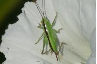 Conocephalus fuscus