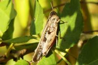 Aiolopus thalassinus