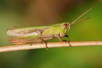 Chorthippus dorsatus