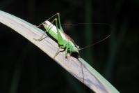 Conocephalus fuscus