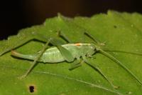 Meconema meridionale