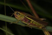Stethophyma grossum